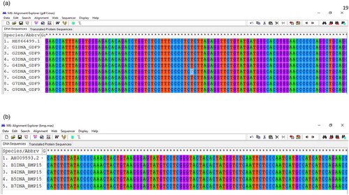 Figure 4. (a) Nucleotide sequences alignment of GDF9 gene (Control = G1 DNA_GDF9 & G2 DNA_GDF9; Treatment 1 = G3 DNA_GDF9, G4 DNA_GDF9 & G5 DNA_GDF9; and Treatment 2 = G6 DNA_GDF9, G7 DNA_GDF9 & G9 DNA_GDF9) (b) Nucleotide sequences alignment of BMP15 gene (Control = B1DNA_BMP15; Treatment 1 = B4DNA_BMP15 & B5DNA_BMP15; and Treatment 2 = B7 DNA_BMP15)