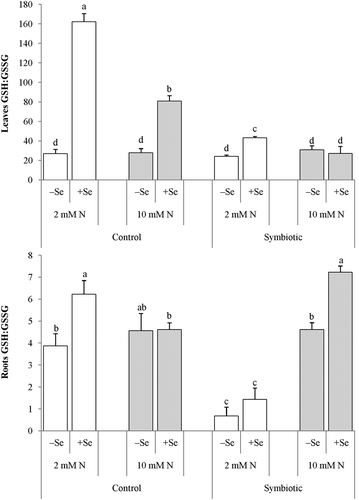 Figure 3 The ratio of the reduced glutathione/oxidized glutathione ratio GSH:GSSG in the (a) leaves and (b) roots of control and symbiotic alfalfa (Medicago sativa L.) grown under low (2 mM, open bar) or adequate (10 mM, dark bar) nitrogen (N) supply either without (control) or with inoculation (symbiotic). Bars indicated by the same letter are not significantly different (P < 0.05). Se: selenium.