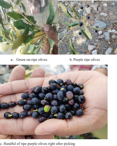 Figure 1. Olive sampling, a. green unripe olives, b. Purple ripe olives, c. handful of ripe purple olives right after picking.