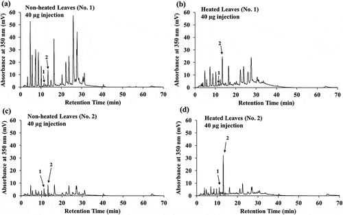 Figure 4. High-performance liquid chromatography (HPLC) chromatogram of the extracts prepared from yacon non-heated and heated leaves. Extracts of non-heated leaves (a) and heated leaves (b) prepared from yacon collected in September 2010 (No. 1), and those prepared from non-heated leaves (c) and heated leaves (d) collected in November 2010 (No. 2) were analyzed using HPLC. The phytochemicals from 40 µg of the extract were detected at 350 nm. The retention time of chlorogenic acid (peak 1) and caffeic acid (peak 2), indicated by arrows, was approximately 11.4 min and 13.4 min, respectively. Individual figures represent data from three repetitions.