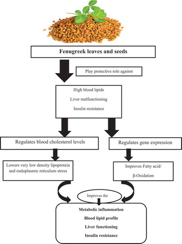 Figure 1. Role of fenugreek leaves and seeds against hyperlipidemia, liver malfunctioning and insulin resistance.[Citation18].