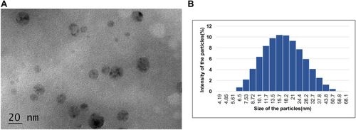 Figure 1 Preparation and characterization of miR-200c NPs. (A) The TEM images of miR-200c NPs; (B) the particle size distribution of miR-200c NPs by DLS.