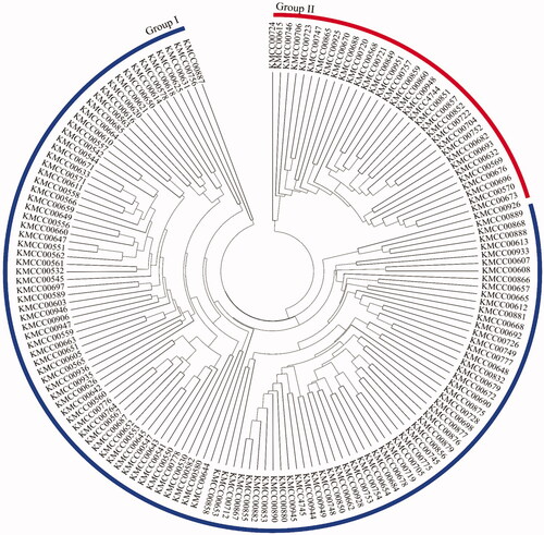 Figure 2. Phylogenetic tree of Agaricus bisporus strains. The 156 genotypes were divided into two clusters (Groups I and II). Strains were not geographically clustered.