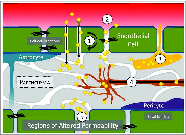 Figure 1. The mechanisms by which human pathogens and the toxins they secrete achieve CNS entry include: (1) receptor- and non-receptor mediated transcytosis, (2), paracellular transport, (3), carriage within immune cells, (4) retrograde transport from the periphery, and (5) entry through regions of altered BBB permeability, such as those found in the choroid plexus of the cerebral ventricles or olfactory neurons.