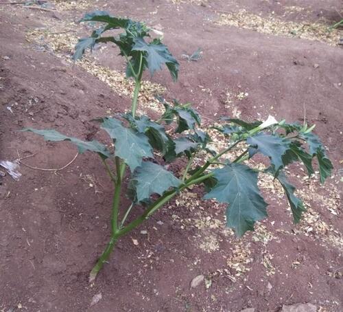 Figure 1 Picture of Datura stramonium.