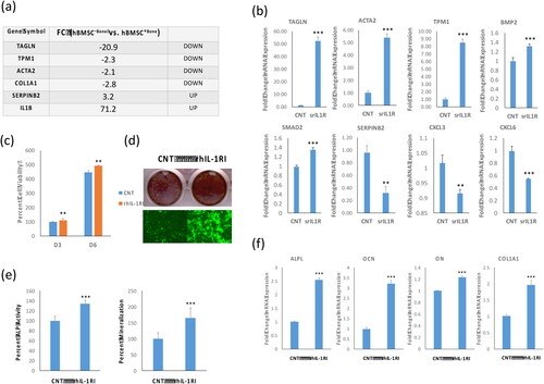 Figure 4. IL-1β inhibitor induces osteoblastic differentiation of hBMSC−Bone cells. (a) List of six of the most differentially expressed genes in hBMSC−Bone cells. (b) qRT-PCR performed for TGFβ responsive genes including TAGLN, ACTA2, TPM1, BMP2, SMAD2 and SERPINB2, in addition to CXCL3 and CXCL6 for hBMSC−Bone cells in the presence or absence of rhIL-1RI. Cells without rhIL-1RI were used as control (CNT). Expression of each target gene was normalized to the expression of GAPDH. Data are shown as mean values ± SD of three independent experiments, *p < 0.05; **p < 0.005, ***p < 0.0005. (c) Cell viability measured using AlamarBlueTM assay on days 3 and 6 for hBMSC−Bone cells in the presence or absence of recombinant human soluble receptor of IL1 (rhIL-1RI, 100 ng/mL). Data are shown as the means ± SD of three independent experiments, p < 0.005. (d) hBMSC−Bone cells were induced for osteoblast differentiation using the standard protocol described in the methods. The upper panel shows mineralized matrix formation visualized by Alizarin Red S staining. The lower panel shows fluorescent mineralized matrix formation visualized by OsteoImage staining (20× magnification). (e) Quantification of ALP activity shown as percentage for hBMSC−Bone cells in the presence or absence of rhIL-1RI is shown (left panel). Quantification of mineralized matrix formation for hBMSC−Bone cells in the presence or absence of rhIL-1RI is shown (right panel). Data are presented as relative mineralization ± SD from three independent experiments, n = 9; ***p < 0.0005. (f) qRT-PCR quantification of osteogenic markers: ALPL, OCN, ON and COL1A1 mRNA expression in hBMSC−Bone cells in the presence or absence of rhIL-1RI and exposed to osteogenic differentiation medium. The expression of each target gene was normalized to the expression of GAPDH. Data are presented as the means ± SD from three independent experiments, n = 9; *p < 0.05; **p < 0.005, ***p < 0.0005.