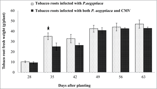 Figure 5. Effect of CMV-infected tobacco plants on the development of tobacco roots in a soil-based assay. Fresh weight measurement of tobacco host roots infected with P. aegyptiaca (bright columns) compared with host roots infected with both P. aegyptiaca and CMV (dark columns). Bars represent means of 10 replicates and vertical lines indicate SE. Asterisks above columns indicate a statistically significant effect between treatments. Data were analyzed using JMP® software (version 4.0.3, SAS Institute Inc.). Averages were compared using Student's t test (with α = 0.05).