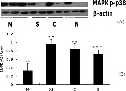 Figures 5. Expression of MAPK p-p38 measured by Western blotting in different experimental groups. The treatment and supplementation of the mice (n = 10/group), colon collection, and tissue lysate preparation as described above (Figure 4). Data shown are the representative image (A) and means ± SD (n = 10/group) of the relative expression of MAPK p-p38 normalized to β-actin (B). N, healthy control group; M, model of UC control group; S, SASP group; C, CGMP group. **P < 0.01 between the healthy control and other groups. +P < 0.05; ++P < 0.01 between the UC control and other groups.