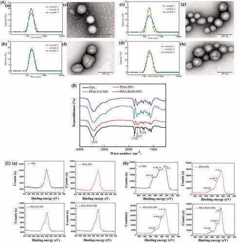 Figure 2. TEM images, DLS size distribution, Fourier transform infrared spectra and XPS spectra analysis of DOX-NPs, DOX-PDA-NPs, DOX-PDA-FA-NPs, and DOX-PDA-RGD-NPs (n = 3). A(a–d): TEM images. (e–h): DLS size distribution. B: Fourier transform infrared spectra. C(a): XPS: narrow scan for N1s peaks. (b): XPS: narrow scan for C1s peaks.