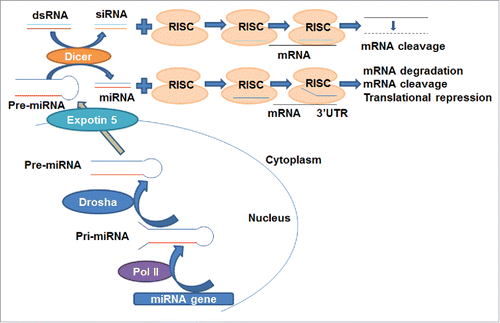 Figure 1. The mechanistic actions of siRNA and miRNA derived from genome. siRNA: Dicer processes dsRNA (either transcribed or artificially introduced) into siRNA, which is then loaded into the RISC. AGO2, a component of RISC, cleaves the passenger strand of siRNA. The guide strand guides the active RISC to the target mRNA and binds to the target mRNA completely, leading to the cleavage of mRNA. miRNA: miRNA gene is transcribed by RNA polymerase II in the nucleus to pri-miRNA, which is then cleaved by Drosha to form pre-miRNA. The pre-miRNA is transported by Exportin-5 to the cytoplasm and then processed by Dicer to miRNA, which is loaded into the RISC. The passenger strand is removed and the remaining strand guides the RISC to the target mRNA through partially complementary binding to the miRNA response elements within 3'UTR, leading to translational repression, degradation or cleavage of the target mRNA.