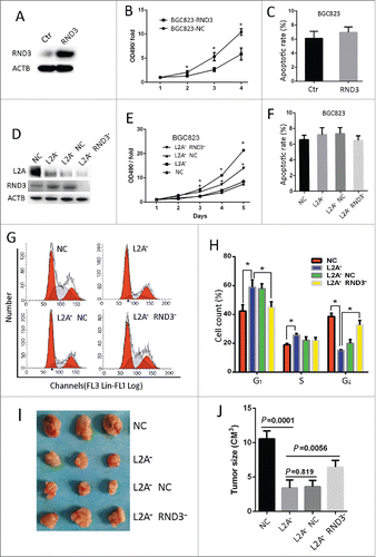 Figure 4. RND3 mediates CMA blockade-induced proliferation arrest. The BGC823 cell line was transected with both RND3 or control plasmid (A), and the effect of RND3 overexpression on cell growth was assayed by MTT (B), additionally, the effect of RND3 overexpression on cell apoptosis was assayed by FACS (C). (D) Four stable cell lines (BGC823-NC, BGC823-L2A−, BGC823-L2A-/NC and BGC823-L2A− RND3− were established by infecting BGC823 with lentivirus expressing LAMP2A shRNA (L2A−), RND3 shRNA (RND3−), and control shRNA (NC), and the silencing efficacy was evaluated by WB. (E) Growth of the 4 cell lines was examined by MTT assay. (F) Apoptosis of the 4 cell lines was assayed by FACS. ((G)and H) Cell cycle distribution of the 4 cell lines was assayed by FACS. ((I)and J) Subcutaneous growth of the 4 cell lines in nude mice was evaluated by measuring the final volume at Day 10. The values are means ± SEM of 3 independent experiments (B, C, E, F, H, (J)*, P < 0.05; t test).