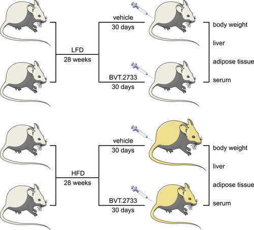 Figure 1 Schematic diagram illustrating the major steps of the experiments in the study. The mice were fed with LFD or HFD for 28 weeks. The mice were then injected with vehicle or BVT.2733 for 30 consecutive days. The body weight of each mouse was recorded. The liver and adipose tissue, and serum were collected from each mouse, and were subjected to specific experiments.