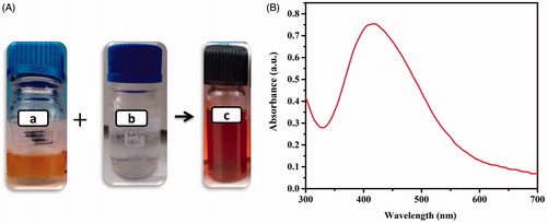 Figure 1. Visual observation of synthesis of AgNPs (A): (a) P. juliflora bark extract, (b) AgNO3 before addition of extract and (c) after addition of extract depicting synthesis of AgNPs as the colour turns to light brown in colour. (B) UV-vis spectra of biosynthesized AgNPs.