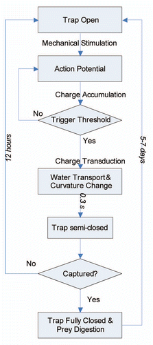 Figure 2 The conceptual diagram of the opening/closing mechanism of the Venus flytrap. The open trap is triggered by mechanical stimulation of the trigger hairs. The resulting action potentials are accumulated in the leaves. Once the charge accumulates above the trigger threshold, water rushes through open aquaporin channels and the trap is semi-closed in 0.3 s. If no further stimuli occur, then the trap reopens in 12 hours; if prey struggles and triggers more stimuli, then trap becomes fully closed. It requires 5–7 days to reopen after digestion of prey.