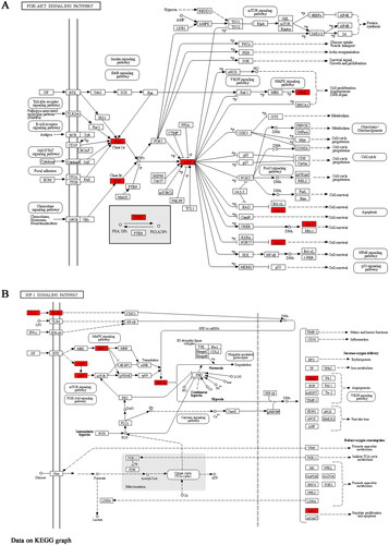Figure 10. PI3K-AKT and HIF-1 signalling pathway analysis of Differential expression genes by the KEGG database. The fonts marked in red represent targets in the PI3K-AKT (A) and HIF-1 (B) signalling pathways closely related to the effect of HGWD anti-IS.
