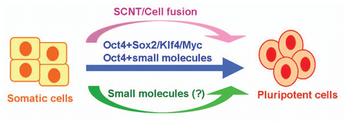 Figure 1 Approaches for cellular reprogramming. Somatic cells can be reprogrammed to pluripotent cells through somatic cell nuclear transfer (SCNT), cell fusion or ectopic expression of defined transcription factors (e.g., Oct4, Sox2, Klf4 and Myc). The recent breakthrough in the generation of iPS cells using Oct4 and chemical compounds represents a major step toward a completely small molecule-based reprogramming condition.