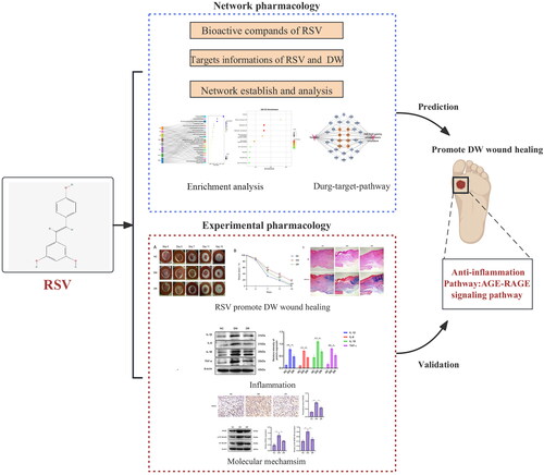 Figure 1. Flowchart of this experiment. RSV: resveratrol; DW: diabetic wounds.