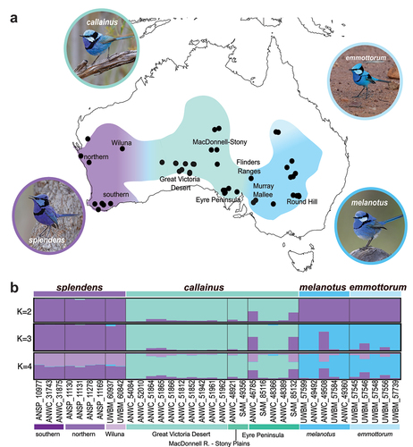 Figure 1. Taxonomic boundaries in the Splendid Fairywren complex. (a) Distribution of -the Splendid Fairywren complex with colours indicating the range of the four currently recognised subspecies and approximate locations of hybrid zones between each of them—M. s. splendens (purple), M. s. callainus (turquoise), M. s. melanotus (dark blue), M. s. emmottorum (light blue). Localities of specimens examined in this study are indicated by black circles. Photos were obtained from the Macaulay Library at the Cornell Lab of Ornithology—M. s. splendens (ML611751385; Gosnells, Western Australia), M. s. callainus (ML519296141; Gawler Ranges, South Australia), M. s. melanotus (ML481245791; Mildura, Victoria), M. s. emmottorum (ML246987571; Barcoo, Queensland). (b) Population structuring of eight autosomal nuclear loci sampled across 36 Splendid Fairywrens with missing data for no more than 2 loci. Plots show results of STRUCTURE analyses for 2, 3, and 4 populations (K).