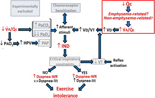Figure 4. Schematic representation of the key mechanisms by which alveolar ventilation (V̇a)/capillary perfusion (Q̇c) mismatching may conspire to increase the inspiratory neural drive (IND), eventually leading to exertional dyspnea and exercise intolerance in patients with mild COPD. The putative mechanisms that have been ruled out in previous studies are highlighted (reviewed in refs. [Citation9,Citation28]). Emphasis is given to the unknown contribution of impaired perfusion of non-emphysematous lung tissue (in addition to emphysema) to increased (↑) wasted ventilation in the physiological dead space (high dead space (VD)/tidal volume (VT) ratio), heightened dyspnea at given work rate (WR) in these patients was largely commensurate to preserved dyspnea-ventilation (V̇E) relationship, in keeping with the pattern of “excessive breathing” (Figure 5). See text for further elaboration. Definition of abbreviations: HPV: hypoxic pulmonary vasoconstriction; PAP = pulmonary arterial pressure. Modified, with permission of the publisher, from: Neder et al. [Citation111].