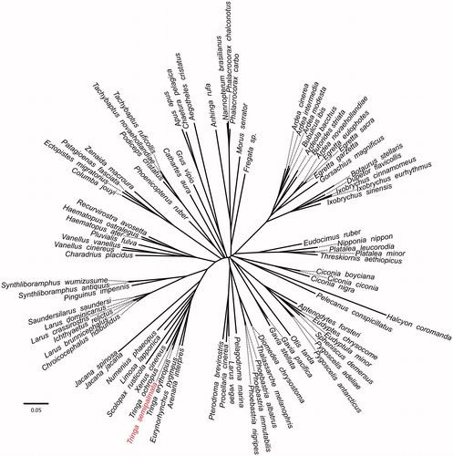 Figure 1. Phylogenetic relationships among 90 bird mt genomes. This tree was drawn without setting of an outgroup. All nodes exhibit above 90% posterior probability (PP) and 85% RAxML supported bootstraps. The length of branch represents the divergence distance.