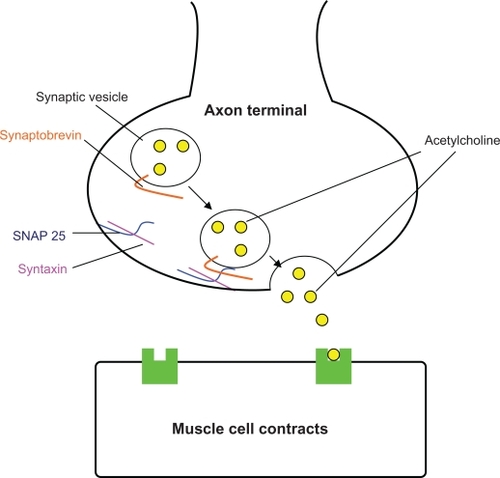 Figure 1a Normal neurotransmitter release.