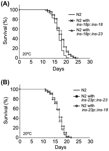 Figure 3. Promoter-dependent lifespan extension of INS-23 and INS-18. Survival curves of wild-type and each mutant animals are shown. (A) INS-23 and INS-18 driven by the ins-18 promoter extend lifespan. (B) INS-23 and INS-18 driven by the ins-23 promoter do not extend lifespan. Detailed data are shown in Table S3.