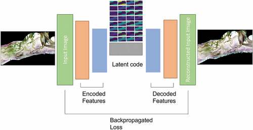 Figure 1. Autoencoder model – with input and reconstructed input as output, tidal flats of Pinkegat site, Dutch Wadden Sea.