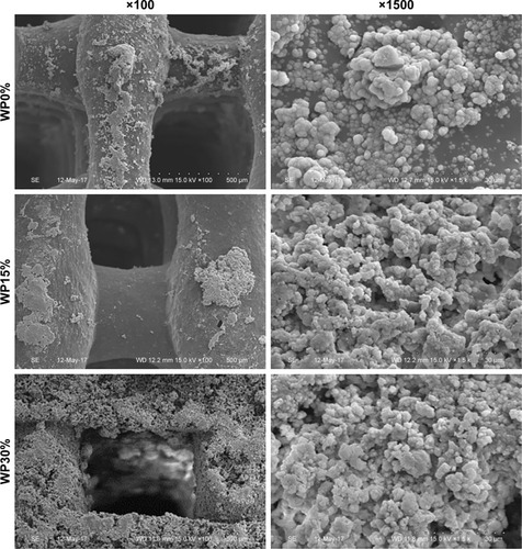 Figure 4 SEM images of the surface morphology of each scaffold (WP0%, WP15%, and WP30%) after soaking in SBF solution for 7 days at different magnifications (×100 and ×1500).Abbreviations: SEM, scanning electron microscopy; WP, wheat protein; SBF, simulated body fluid.