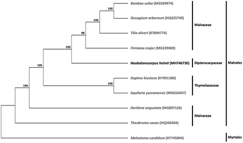 Figure 1. Maximum likelihood tree based on the complete cp genome sequences of nine species from the order Malvales, with Melastoma candidum (order Myrtales) as outgroup. Shown next to the nodes are bootstrap support values based on 1000 replicates.