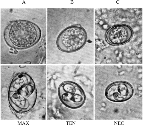 Figure 3. Unsporulated and sporulated oocyst of (3a) E. maxima, (3b) E. tenella, (3c) E. necatrix (Johnson, Citation1938).