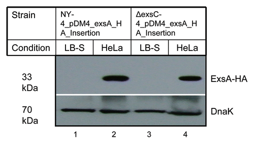 Figure 4 Deletion of ExsC does not reduce the synthesis of ExsA under inducing conditions. For these experiments exsA (chromosomal) was tagged with the HA antigen sequence in both the NY-4 (lanes 1 and 2) and ΔexsC (lanes 3 and 4) strains. After growth in LB-S (lanes 1 and 3) for 4 h or with HeLa cells (lanes 2 and 4) for 4 h, whole-cell lysates were collected and probed with anti-HA (upper) or anti-DnaK (lower) by western blot analysis.