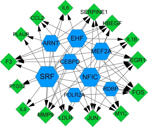 Figure 3. TFs-target genes regulation network. Green diamond indicates down-regulated DEGs and blue hexagon indicates TFs. DEGs, differentially expressed genes; TFs: transcription factors.