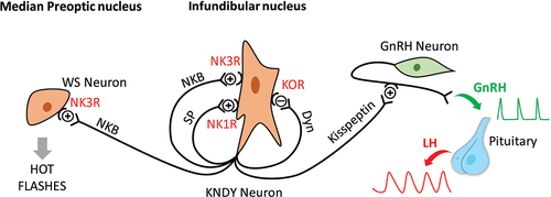 Figure 1. Schematic of the links between KNDy neurons, the regulation of GnRH secretion, and the vasomotor area in the hypothalamus.