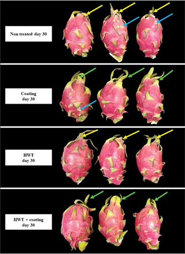 Figure 6. Visual appearance of dragon fruit coated with 1.0% chitosan- and 0.2% κ-carrageenan-based composite, HWT, or HWT + composite coating, compared to non-treated fruit, after 30 days of storage at 10°C. The green arrow indicates fresh and green bracts; the yellow arrow indicates the wilted and degreened bracts; the blue arrow indicates disease symptom