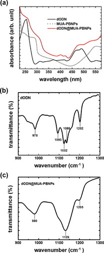 Figure 5. Characterization of dODN@MUA–PBNPs using UV–Vis and FTIR spectra.