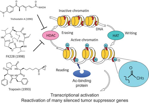 Figure 2. Histone acetylation and natural inhibitors of histone deacetylase. Trichostatin A, trapoxin, and FK228 are structurally unrelated microbial metabolites that specifically inhibit histone deacetylase (HDAC). Histone acetylation is regulated by two distinct enzyme families, histone acetyltransferase (HAT) and HDAC. Acetylated histone represents a transcriptionally active state, which is recognized by acetylated histone binding proteins. HDAC inhibitors induce histone hyperacetylation, which restores expression of many tumor suppressor genes that are silenced in cancer cells.