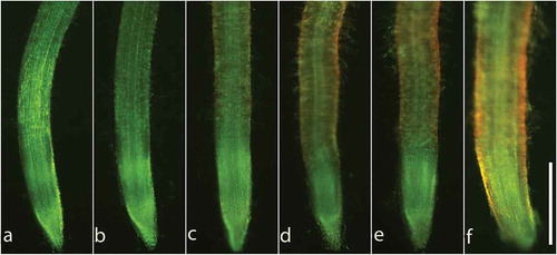 Figure 2. Cell viability in lettuce root tips after treatments with liquiritin. Lettuce seedlings were treated with liquiritin at concentrations of (a) 0, (b) 0.1, (c) 1, (d) 10, (e) 100 and (f) 1000 μM for 48 h. Roots were stained with FDA/PI. Green fluorescence and red fluorescence indicate viable and dead cells in root tips, respectively. Bar = 500 μm.