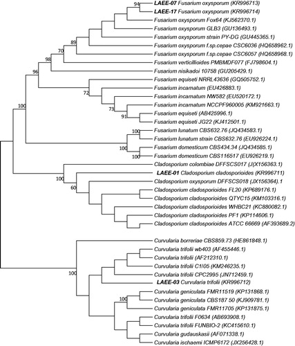 Figure 1. Maximum-likelihood phylogenetic tree based on ITS sequences of the marine endophytic isolates of this study and reference strains. Accession numbers in GeneBank are given in parentheses. Numbers at the nodes are bootstrap support values for 1000 replicates. The scale bar indicates the number of substitutions per site.