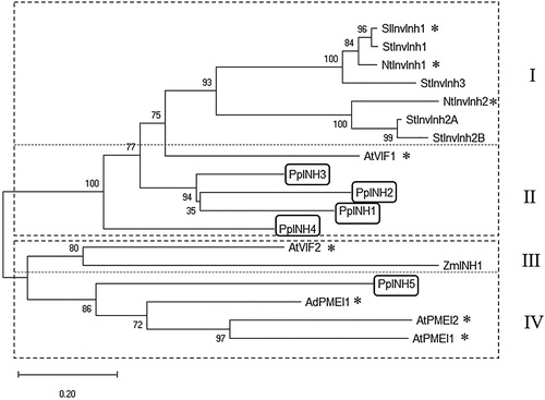 Figure 2. Evolutionary relationship between 18 genes from the PMEI-RP family. The tree was constructed using sequences from 7 different species, including peach. The two main groups are indicated using a dashed line, and the subgroups are identified using Roman numerals. Asterisks (*) indicate invertase inhibitors that have been characterised experimentally. The genes from peach (PpINH1–5) are shown in boxes. The other InvInh gene sequences are cDNAs from potato (StInvInh1, ADM49012; StInvInh2A, ADM49015; StInvInh2B, ADM49016; StInvInh3, ADM49013), tobacco (NtInvInh1, CAA73333; NtInvInh2, CAA73334), tomato (SlInvInh1, CAA09420), Arabidopsis thaliana (AtInvInh1, NP_564516; AtInvInh2, NP_201267; AtPMEI1, NP_175236; AtPMEI2, NP_188348), Zea mays (ZmINH1, ATT24363), and Kiwi (AdPMEI1, BAC54964).