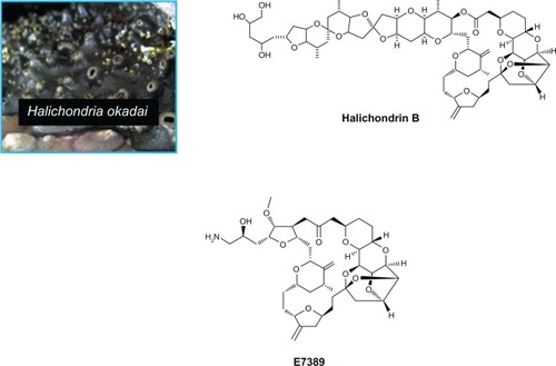 Figure 1 Halichondria okadai, Halichondrin B and eribulin mesylate.