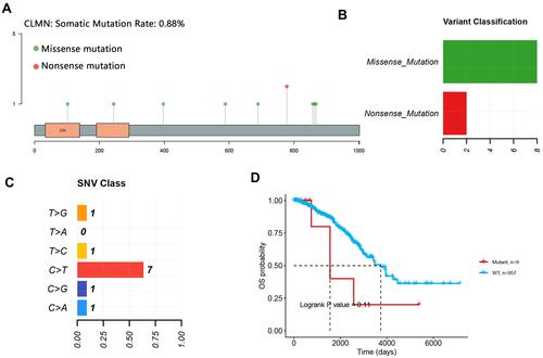 Figure 5 SNV summary and its correlation with survival in BRCA. (A) Somatic mutation of CLMN in BRCA. (B) Variant classification. (C) SNV class. (D) Impact of CLMN SNV on overall survival in BRCA.