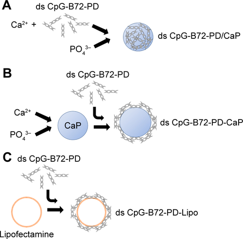 Figure S4 Methods for loading ds CpG-B72-PD onto CaP.Notes: (A) Entrapment method. ds CpG-B72-PD molecules were entrapped by CaP. (B) Adsorption method. ds CpG-B72-PD molecules were adsorbed onto the surface of CaP. (C) ds CpG-B72-PD complexed with Lipo via electrostatic interactions.Abbreviations: ds, double stranded; CpG-B, class B CpG; CpG, cytosine-guanine; PD, phosphodiester; CaP, calcium phosphate; Lipo, Lipofectamine 2000.