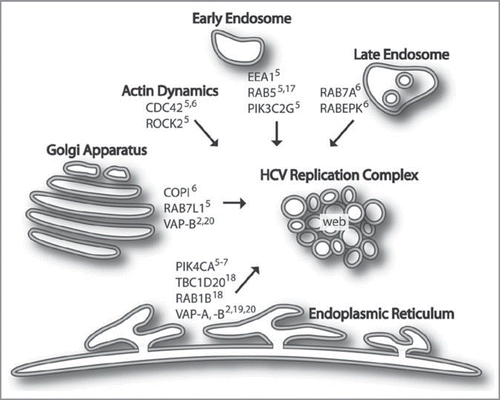 Figure 1 Host factors and membrane compartments proposed to be involved in membrane-associated HCV replication complex formation. Several RNAi-validated cellular cofactors for HCV replication have been identified as shown. HCV infection leads to membrane rearrangements, forming a structure termed the membranous web thought to be the site of viral replication. We hypothesize that proteins and membranes from endosomes, Golgi and ER contribute to replication complex formation. Particularly, PI4K-IIIα, which is encoded by the PIK4CA gene, is critically important for HCV replication. Its function may be required to nucleate viral or cellular proteins and vesicles to establish the membrane-associated sites of viral replication.