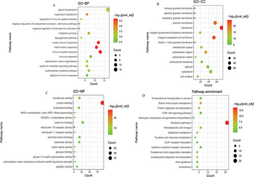 Figure 5 Bubble plot of GO and KEGG pathway analysis of co-expressed DEmRNAs with DElncRNAs. (A): Top 15 significantly enriched biological processes (BP); (B): Top 15 significantly enriched cell component (CC); (C): Top 15 significantly enriched molecular function (MF); (D): Top 15 significantly enriched KEGG pathway.