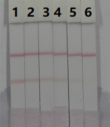 Figure 5. Images of detection of DNC in PBS by immunochromatographic strips, 1 = 0 ng/mL 2 = 1 ng/mL, 3 = 2.5 ng/mL, 4 = 5 ng/mL, 5 = 10 ng/mL, and 6 = 25 ng/m L, cut-off value was 10 ng/mL.