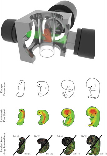 Figure 1. In vivo autophagosome flux imaging. In vivo imaging and acquisition of fluorescent signal using light sheet microscopy enables autophagic flux visualization in the living whole organism, identifying regions of high, intermediate and low flux. Flux may be indicated as ratiometric signal, or, if resolution is sufficient, as autophagy pathway intermediates, upon the complete inhibition of autophagosome lysosome fusion using bafilomycin A1 (Baf).