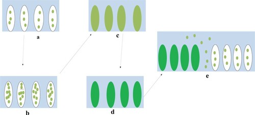 Figure 3. The process of natural freshwater microalgae biofilm formation (a) initial attachment (b) permanent attachment (c) initial maturation (d) permanent maturation (e) dispersion.