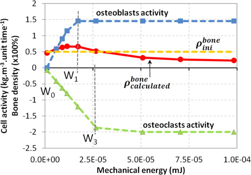 Figure 2. Numerical results obtained for the osteoblasts and osteoclasts activity as well as bone density as function of the mechanical energy.