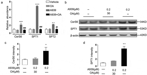 Figure 7. Oleate preconditioning prevented A939-induced overexpression of ceramide biosynthetic enzymes in Colo205 cells. Oleate (OA) or control BSA was applied to the medium for 1 h before the cells were incubated with A939 for another 48 h. (a) The effect of A939 (0.2 μM) with OA (30 μM) or BSA on the mRNA expression of enzymes involved in ceramide de novo biosynthesis, as detected by Q-PCR. (b-d) The effect of A939 with OA or BSA on the expression of CerS6 and SPT1, as evaluated by western-blot (b) Densitometric quantification (c-d). *P < .05, **P < .01, ***P < .001 vs. vehicle group; ##P < .01, ###P < .001 vs. 0.2 μM A939 group, one-way ANOVA, n = 6