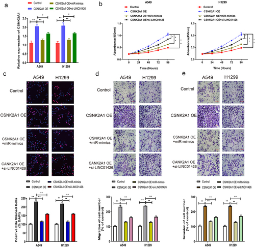 Figure 6. High expression of CSNK2A1 enhanced the progression of LUAD malignant phenotype a. The CSNK2A1 OE and miR-125a-5p mimics or CSNK2A1 OE and si-LINC01426 in LUAD cells were co-transfected and the transfection efficiency was verified by qRT-PCR. b-c. The effect of miR-125a-5p and CSNK2A1 on cell proliferation was detected by CCK8 and EdU experiments. d-e. The effect of miR-125a-5p and CSNK2A1 on cell migration and invasion was detected by transwell experiment. (*P < 0.05, ** P < 0.01).